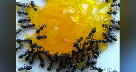 3 Ways To Get Rid Of Ants