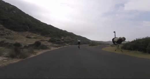 Huge Ostrich Chases Bicyclists Down The Road And It’s Very Comical