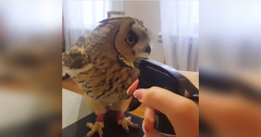 Owl Decides He Wants To Bathe With Squirt Bottle