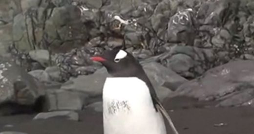 Confused Penguin Jumps Right Over A Sleeping Seal, And Everyone Is Hooting With ...