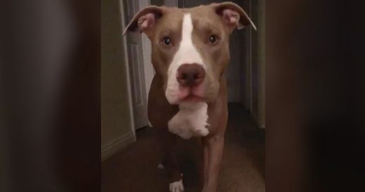 Cute Pit Bull Sees Himself In Front-Facing Camera And Completely Loses It