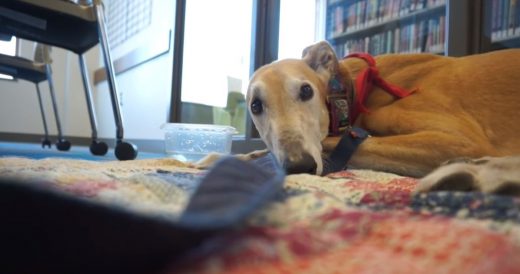 Greyhound Left Lonely In Library One Night When Owner Instantly Posts A Message