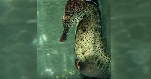 Male Seahorse Gives Birth To Many Babies