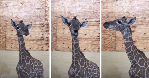 Zoo Captures Rare Recording Of Cute Baby Giraffe Trying To Talk