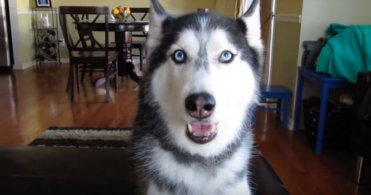 Owner Asks Husky “How Are You?” And His Response Is Accurate