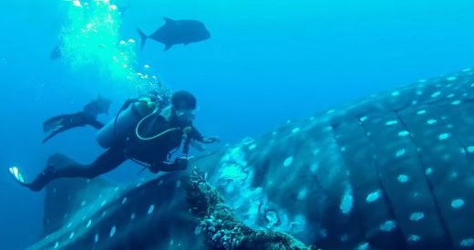 Injured Whale Shark Is Trapped In Fishing Rope For Years As Divers Perform Rescu...