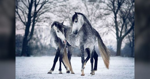 20 Photos That Capture The Beauty And Power Of Horses