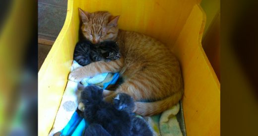 Dad Cat With Special Needs Nurtures Abandoned Kittens And Helps Them Survive