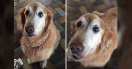 Beloved Dog Is Told Her Cancer Test Results And Family Gets Emotional