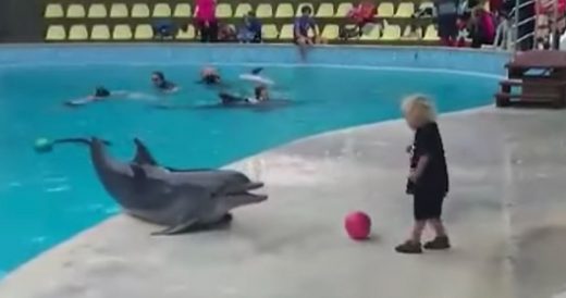 Playful Dolphin Tosses Ball Back And Forth With Young Boy