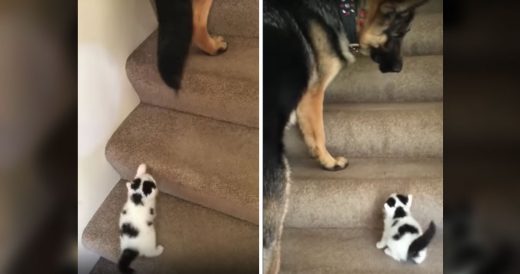 Sweet Dog Has Quick Fix To Help Struggling Kitten Up The Stairs