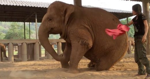 Sleepy Elephant Rests As Caretaker Sings Lullaby