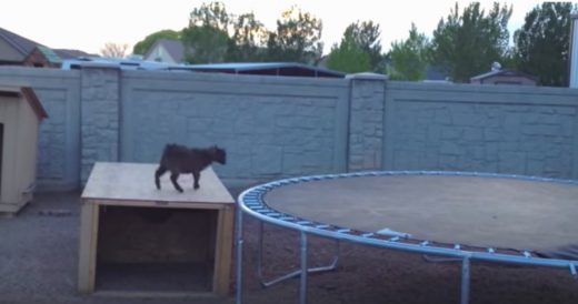 Baby Goat Can’t Contain His Excitement On Trampoline