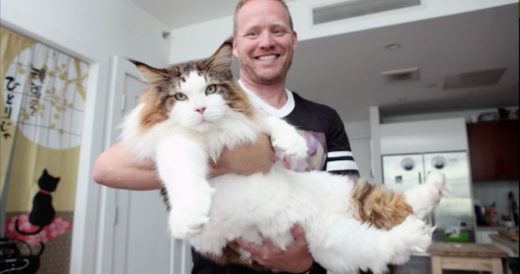 Samson Is The Biggest Cat In New York