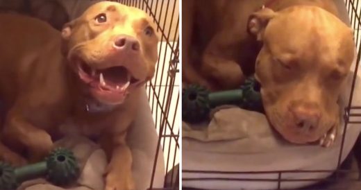 Pit Bull Needs Dad’s Lullaby To Fall Asleep