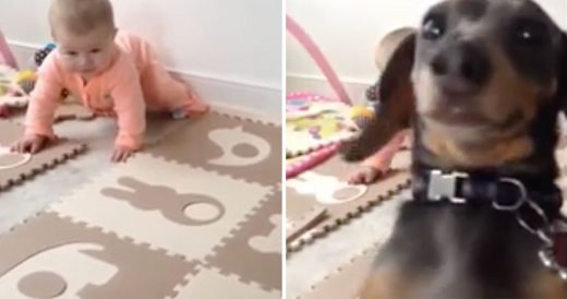 Jealous Dog Tries To Steal Attention From Crawling Baby