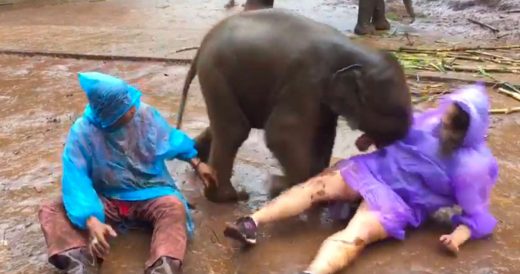 Baby Elephant Wants To Cuddle With Woman