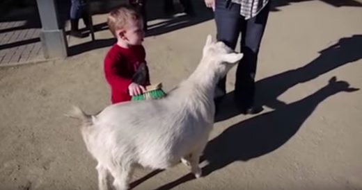 Little Kid Jumps In Fear When Goat Farts