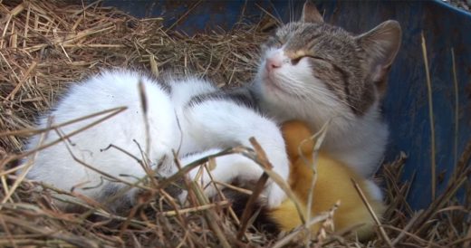 Motherly Cat Treats Baby Ducks As Her Own