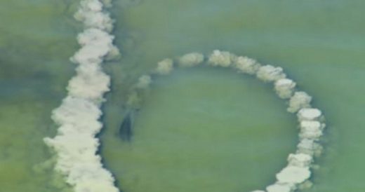 Clever Dolphins Form Circle To Catch Dinner