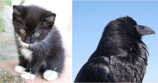 Crow Becomes Unlikely Companion To Stray Kitten