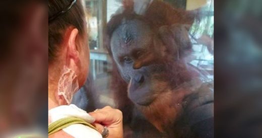 Woman In Bandages Meets Curious Orangutan Who Begins Pointing The Moment He Sees...