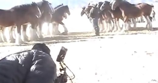 Throwback Footage Of The Budweiser Clydesdales’ Journey To The Superbowl