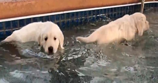 8 Puppies Visit Pool For The First Time And They Are Having The Best Time Ever