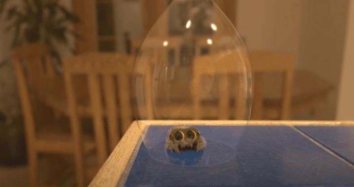 Adorable Animated Spider Escapes From Under Glass