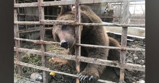 Man Keeps Bear Caged Up. Then Comes The Tearful Moment The Animal Is Finally Res...