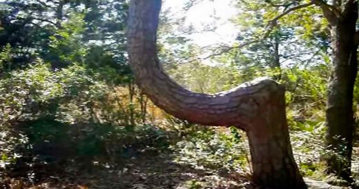 Man Explains The Significance Of Bent Trees