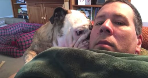 Attention-Seeking Bulldog Throws Tantrum When Being Ignored