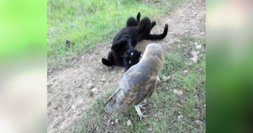 Owl And Cat Are Best Buds