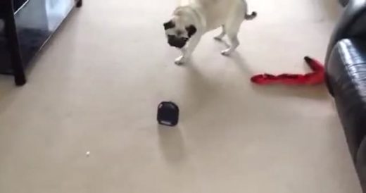 Owners Put Fart Machine In Front Of Confused Pug