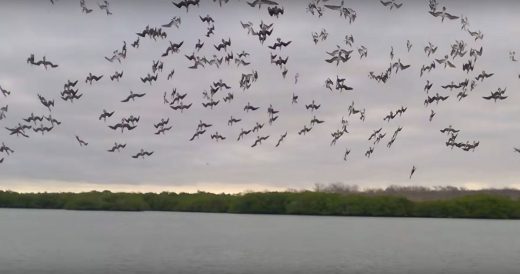 Woman Records Over 100 Blue-Footed Birds Plunging Into Water