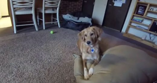 Dog Can’t Contain Excitement When Box Of Gifts Arrive