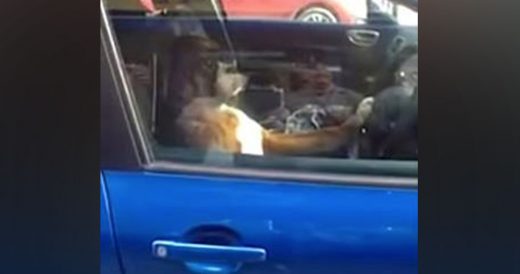 Unhappy Dog Presses On Horn When Owners Leave Her In Car