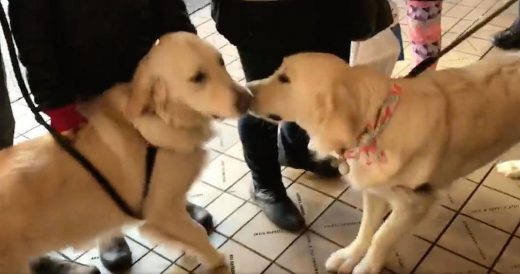 Two Dogs Instantly Recognize They Are Siblings In Chance Encounter