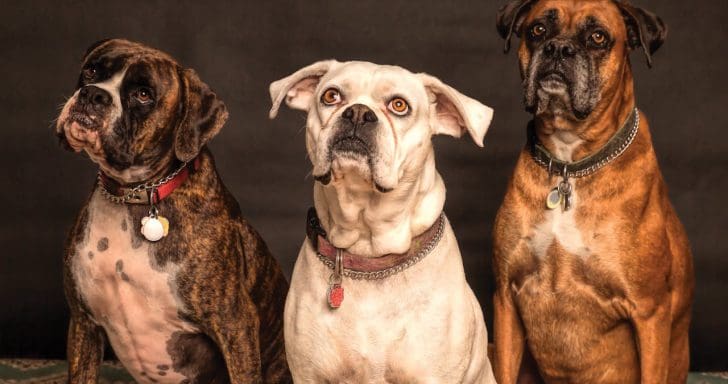 Quiz: Which Dog Breed Is Your Forever Soul Mate?