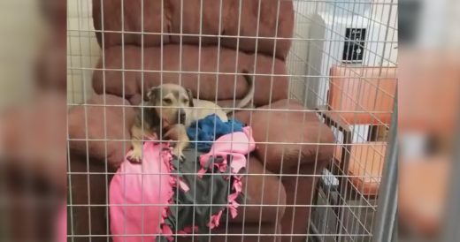 Shelter Gives Pups Armchairs To Make Them Feel At Home