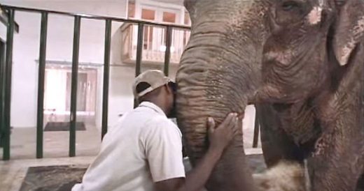 Zookeeper Frees Elephant After 22 Years Alone In Captivity