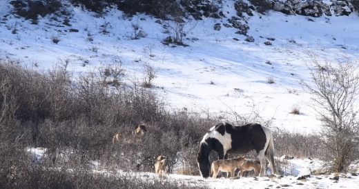 Horse Defends Himself Against Wolves By Rolling Around In The Snow