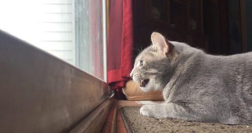 Cat Makes Unusual Chattering Sound When He Sees Bird