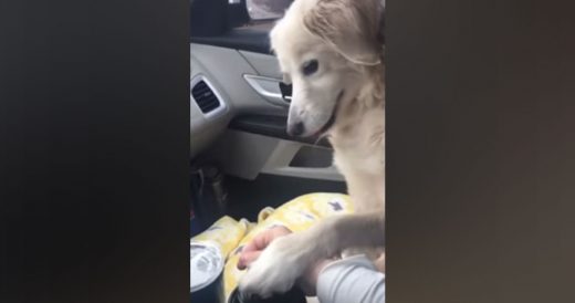 Orphaned Dog Holds Hands With Her New Owner