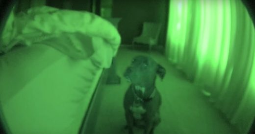 Man Sets Up Camera To Catch Pup’s Early Morning Routine