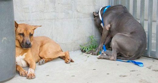 Two Depressed Dogs Find Comfort In One Another