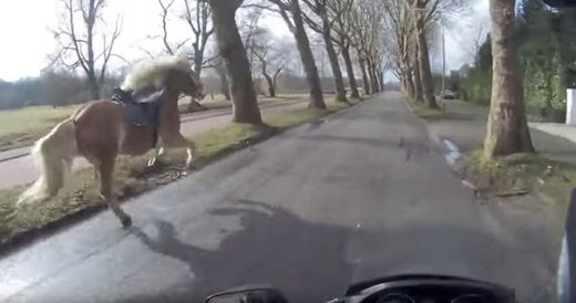 Motorcyclist Helps Woman Chase Down Her Runaway Horse