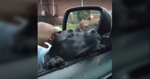 Hungry Stray Pit Bull Pokes Head In Car Window