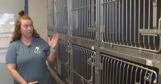 Rescue Shelter Gets All Animals Adopted With Marketing Plan