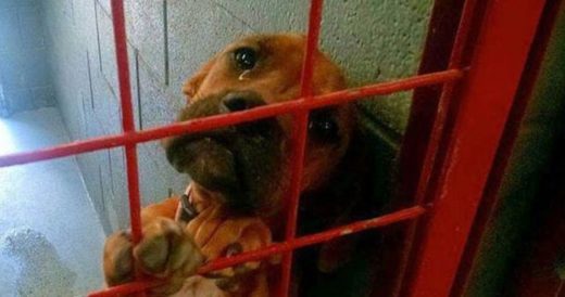 Shelter Dog With Tears In Her Eyes Is Finally Saved